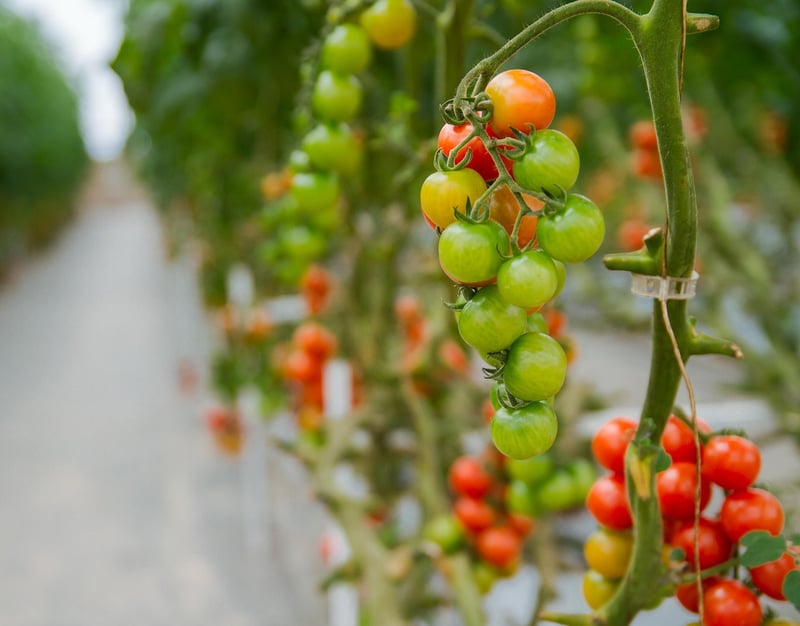 Vertical Hydroponics