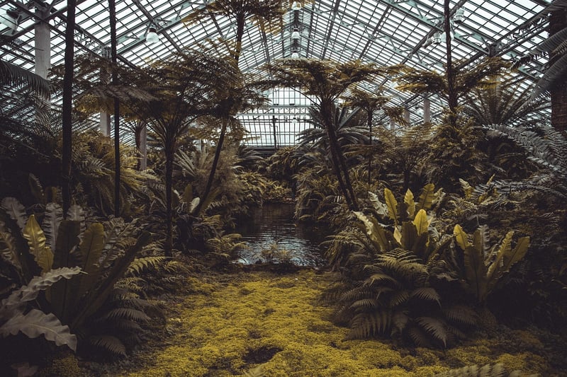 Plants in Sunlight