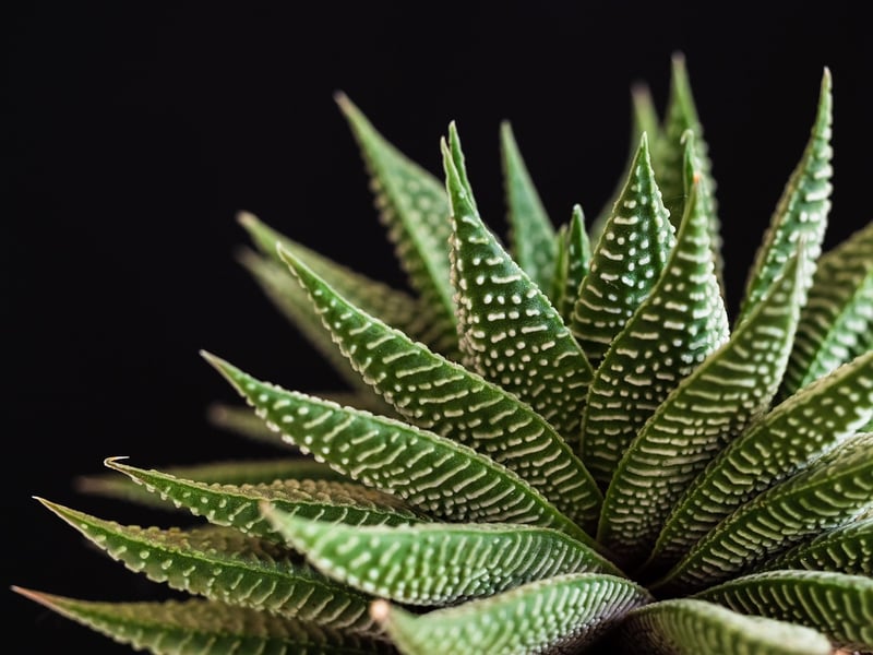 Vertical Succulent Wall