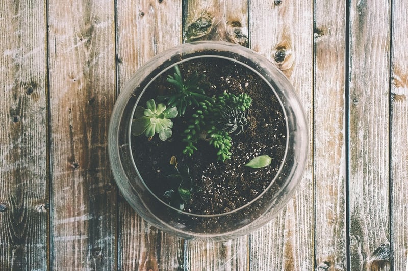 Hanging Terrarium Garden
